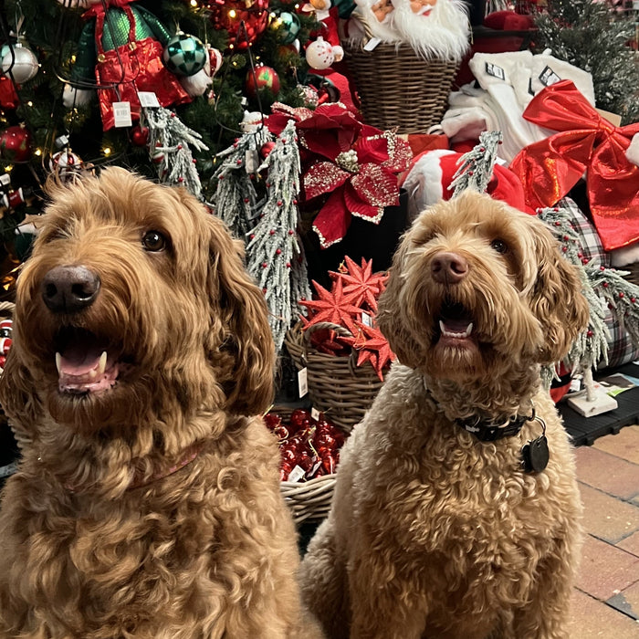 10 cadeaus voor onder de kerstboom