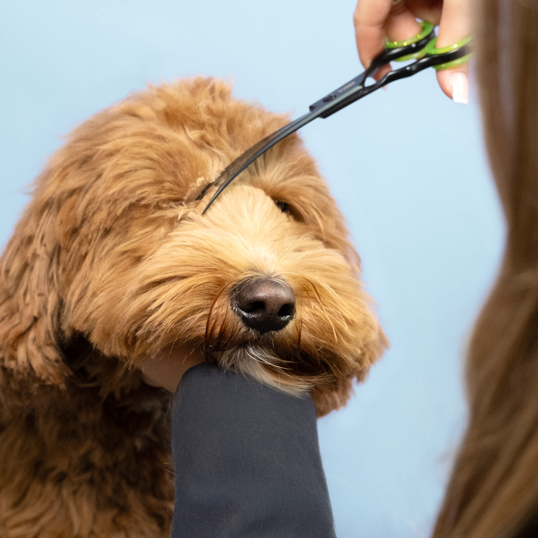 Labradoodle pony knippen met gebogen werkschaar