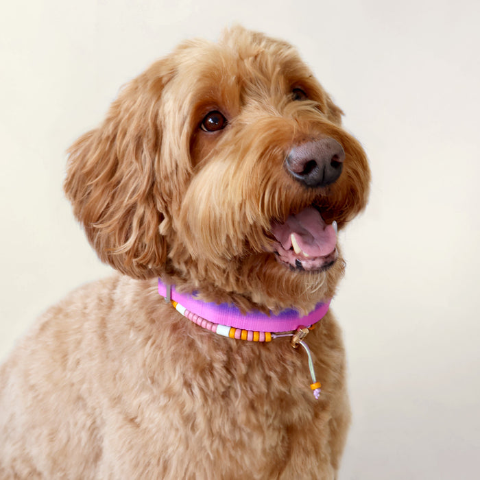 DOGGUO Halsband - Farbverlauf - Lila